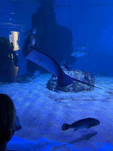 Aquarium Pula